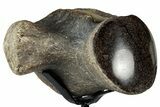Polished Fossil Mosasaur Vertebra w/ Metal Stand - Texas #350971-1
